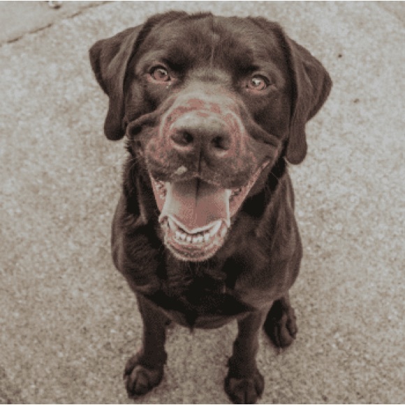 proud dog mom custom crewneck sweatshirt | custom unisex crewneck sweatshirt ๐พ - Picture 4 of 6